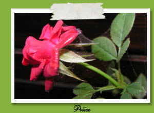 Zapredki prišic na vrtnici