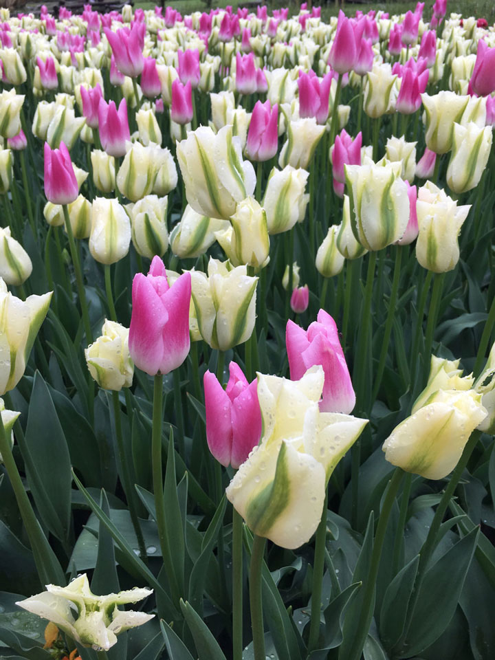 skupine tulipanov