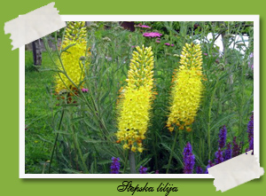stepska lilija