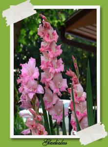 Gladiolus from Wikipedia
