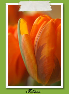 Tulipan
