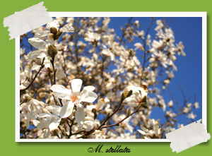 magnolija magnolija