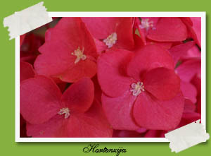 Hydrangea macrophylla