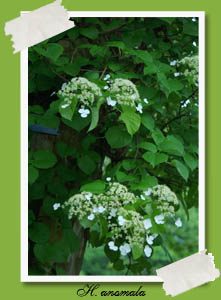 Hydrangea anomala