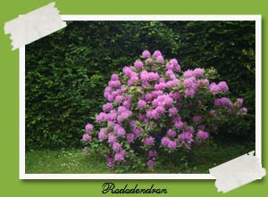 Rododendron