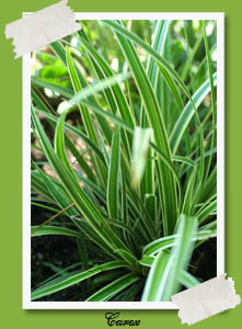 Carex