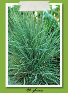 Festuca glauca 'Blaufuchs'