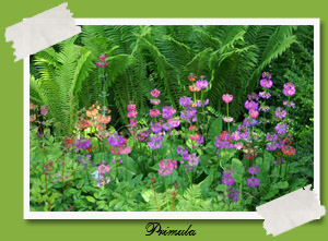 jeglic, primula
