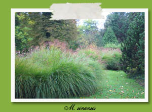 Miscanthus sinensis 'Zebrinus'