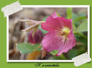 Helleborus orientalis