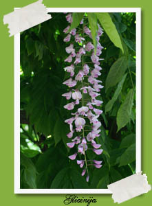 Wisteria floribunda