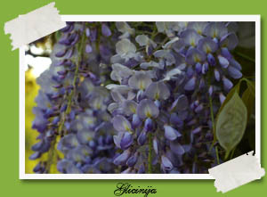 Wisteria sinensis