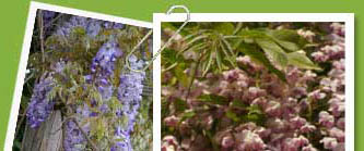 Wisteria floribunda