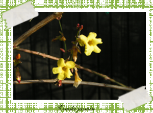zimski jasmin